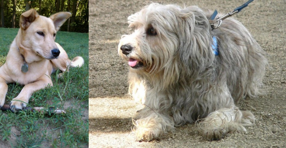 Sapsali vs Carolina Dog - Breed Comparison
