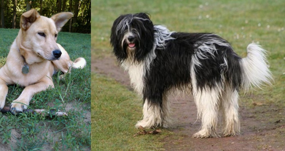 Schapendoes vs Carolina Dog - Breed Comparison