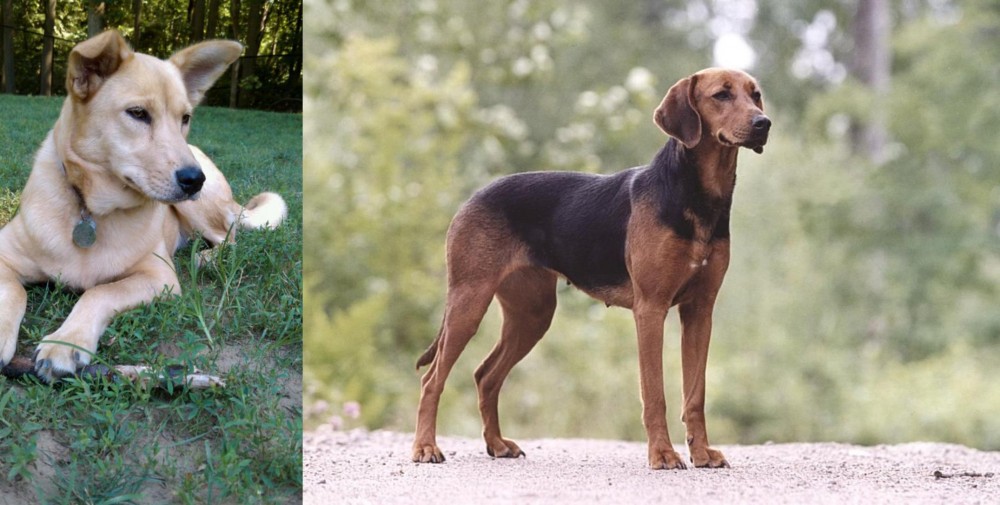 Schillerstovare vs Carolina Dog - Breed Comparison