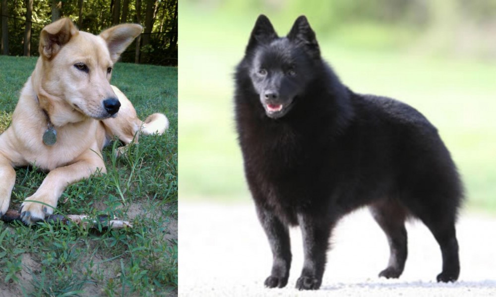 Schipperke vs Carolina Dog - Breed Comparison