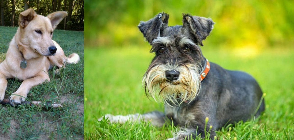Schnauzer vs Carolina Dog - Breed Comparison