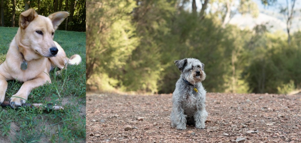 Schnoodle vs Carolina Dog - Breed Comparison