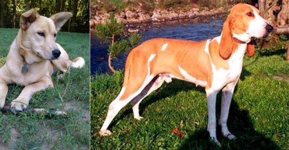 Schweizer Laufhund vs Carolina Dog - Breed Comparison