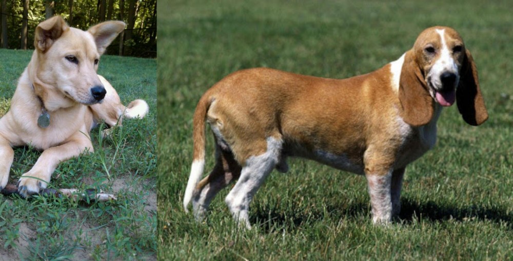 Schweizer Niederlaufhund vs Carolina Dog - Breed Comparison