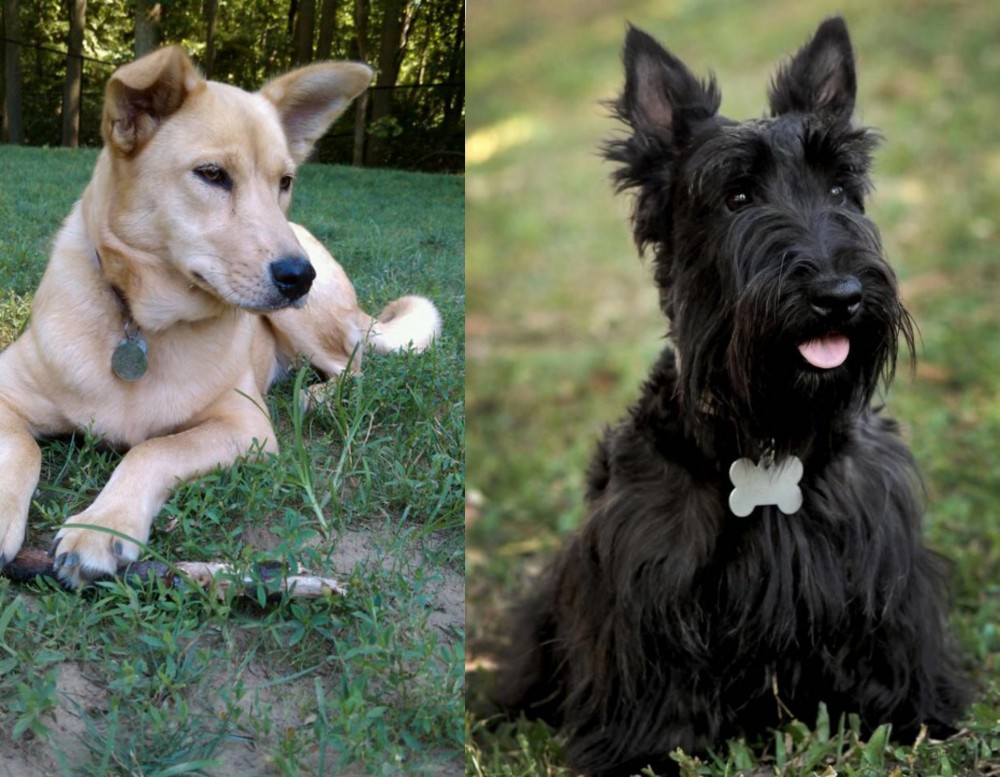 Scoland Terrier vs Carolina Dog - Breed Comparison