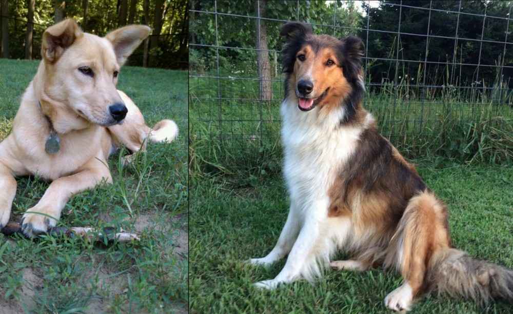 Scotch Collie vs Carolina Dog - Breed Comparison