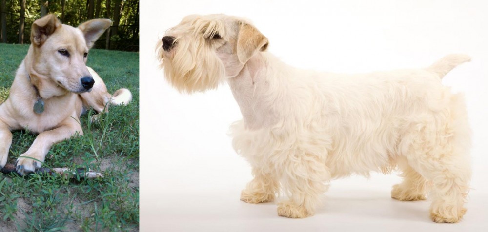 Sealyham Terrier vs Carolina Dog - Breed Comparison