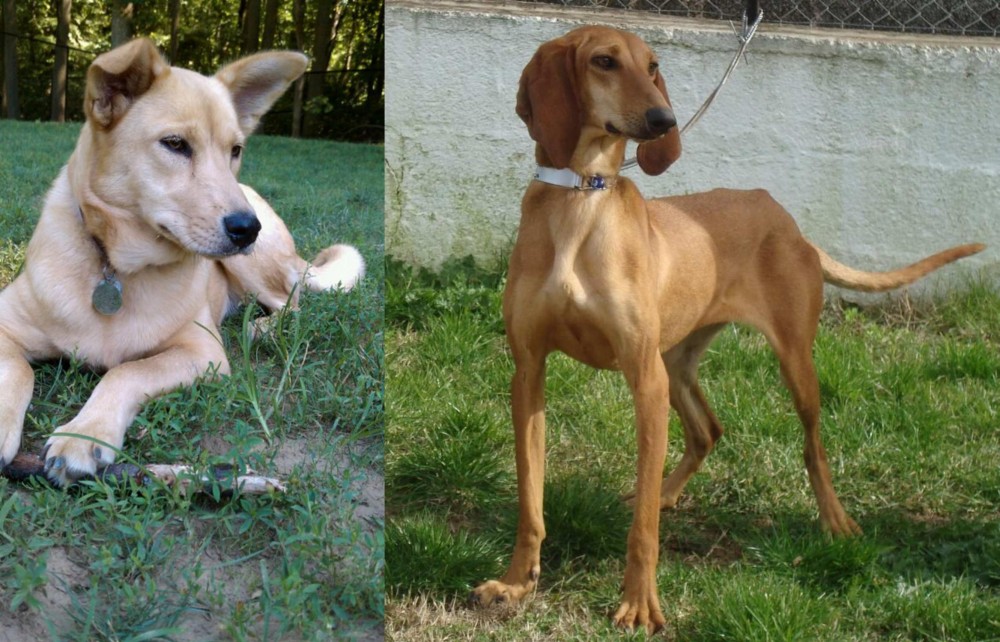 Segugio Italiano vs Carolina Dog - Breed Comparison