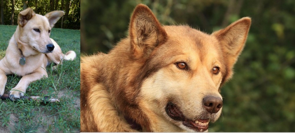Seppala Siberian Sleddog vs Carolina Dog - Breed Comparison