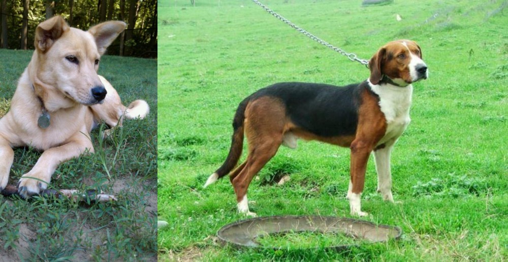 Serbian Tricolour Hound vs Carolina Dog - Breed Comparison