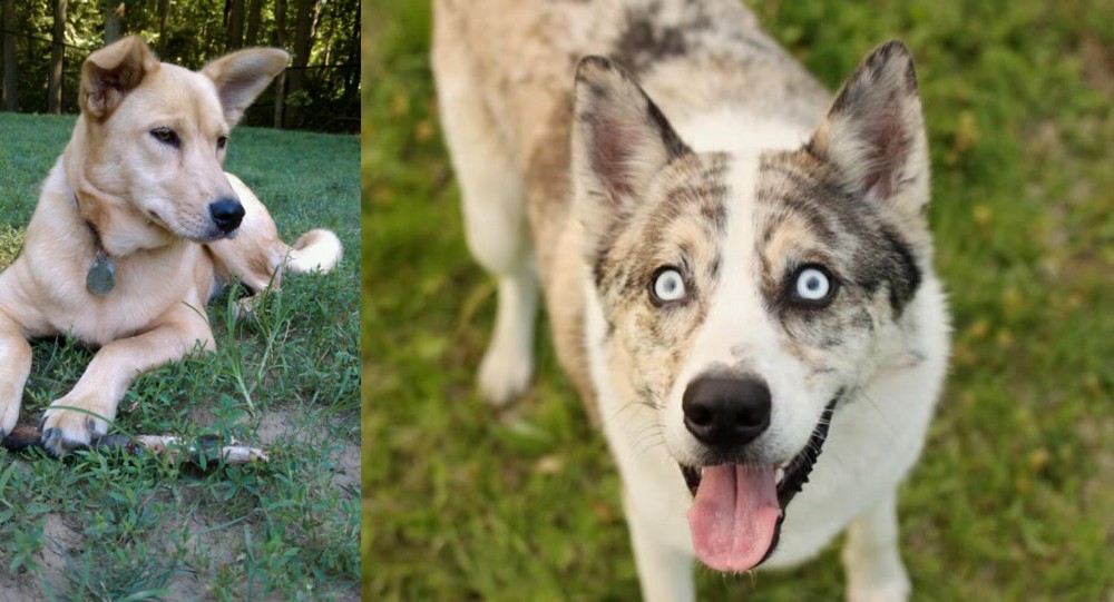 Shepherd Husky vs Carolina Dog - Breed Comparison