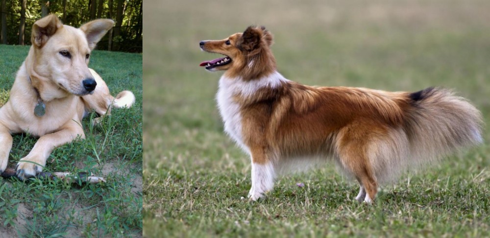 Shetland Sheepdog vs Carolina Dog - Breed Comparison