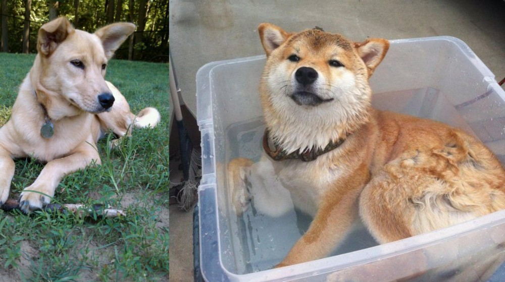 Shiba Inu vs Carolina Dog - Breed Comparison