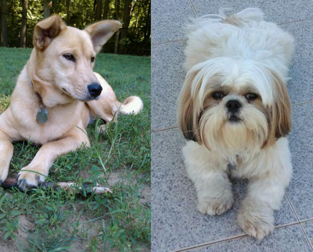 Shih Tzu vs Carolina Dog - Breed Comparison