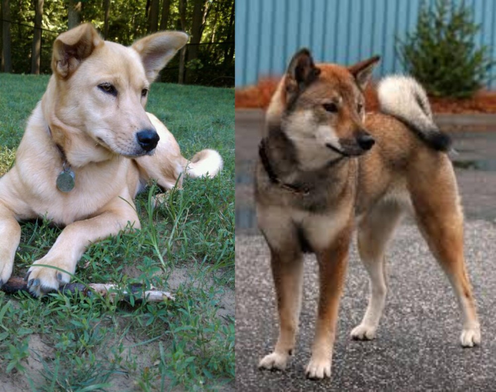 Shikoku vs Carolina Dog - Breed Comparison