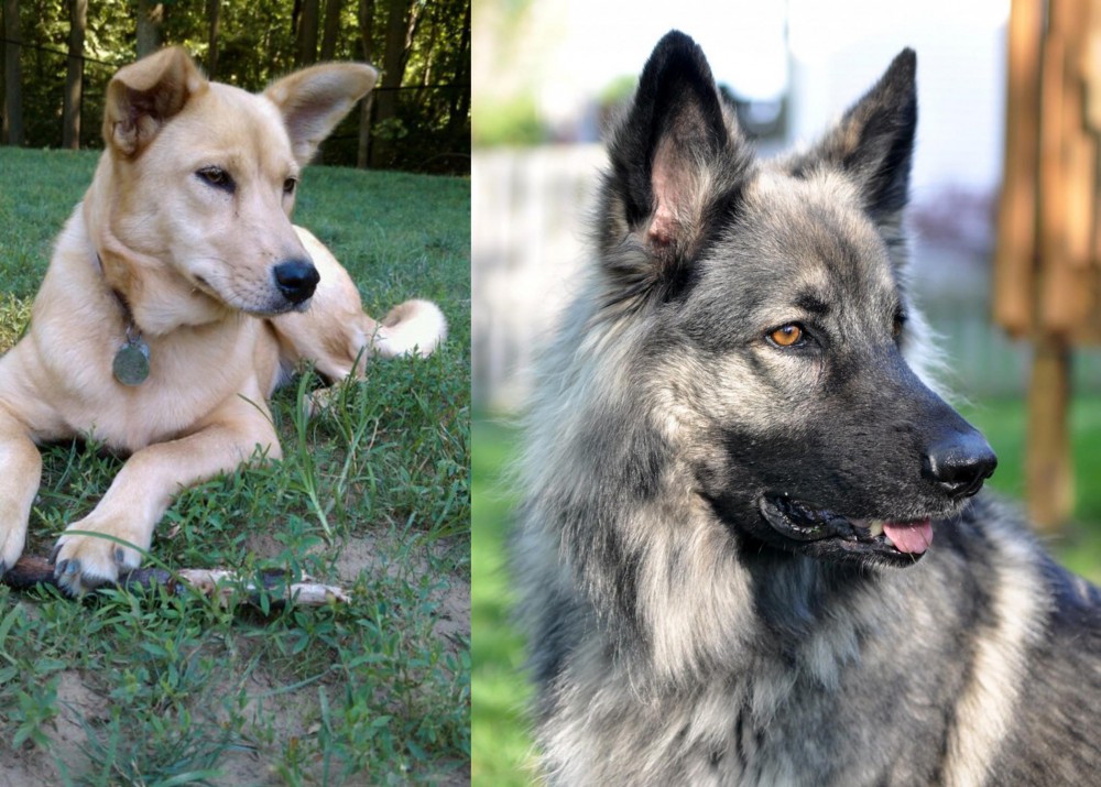 Shiloh Shepherd vs Carolina Dog - Breed Comparison