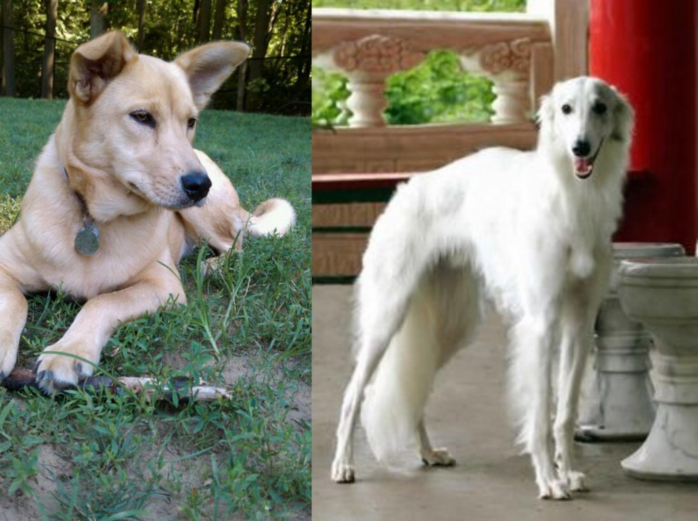 Silken Windhound vs Carolina Dog - Breed Comparison