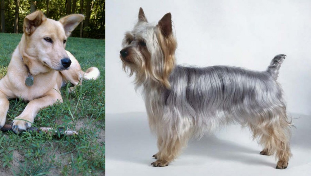 Silky Terrier vs Carolina Dog - Breed Comparison
