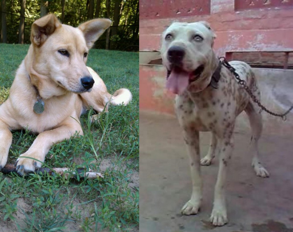 Sindh Mastiff vs Carolina Dog - Breed Comparison