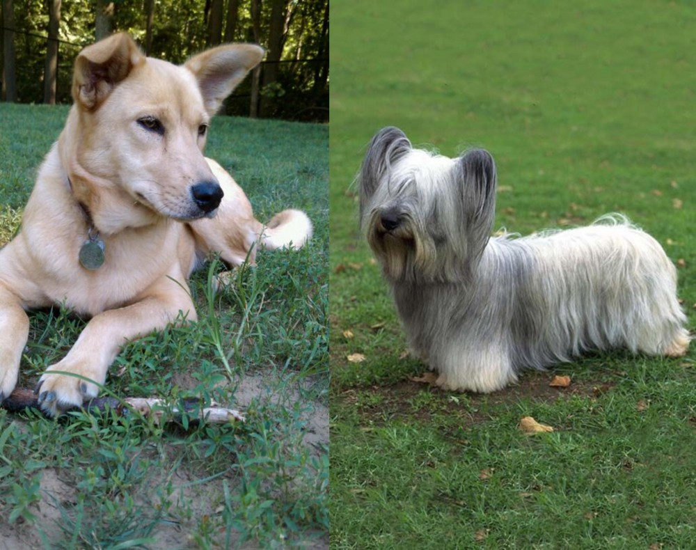 Skye Terrier vs Carolina Dog - Breed Comparison