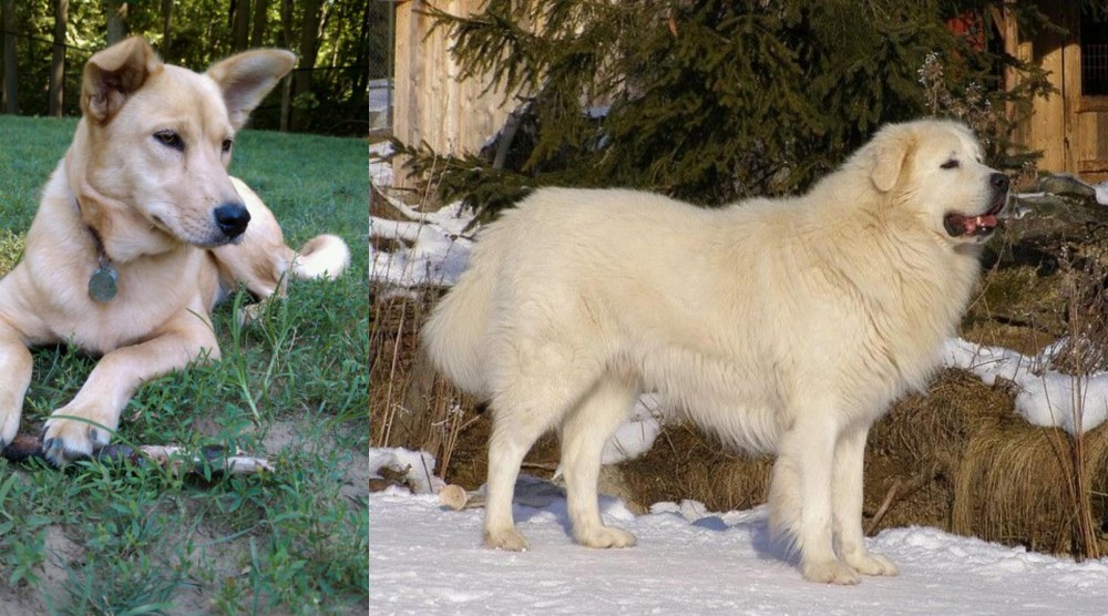 Slovak Cuvac vs Carolina Dog - Breed Comparison