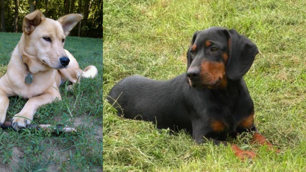 Slovakian Hound vs Carolina Dog - Breed Comparison