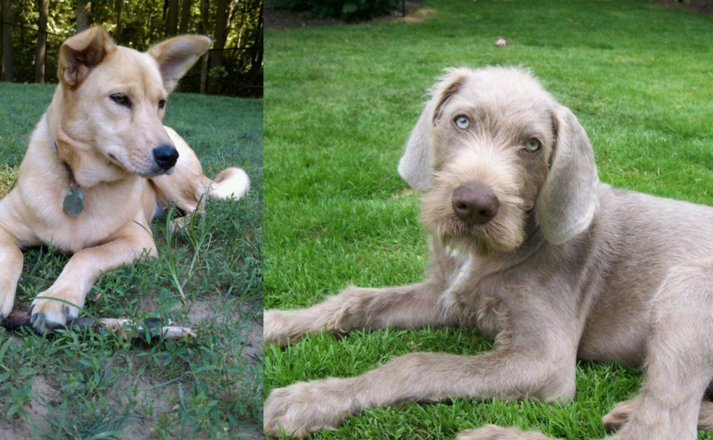Slovakian Rough Haired Pointer vs Carolina Dog - Breed Comparison