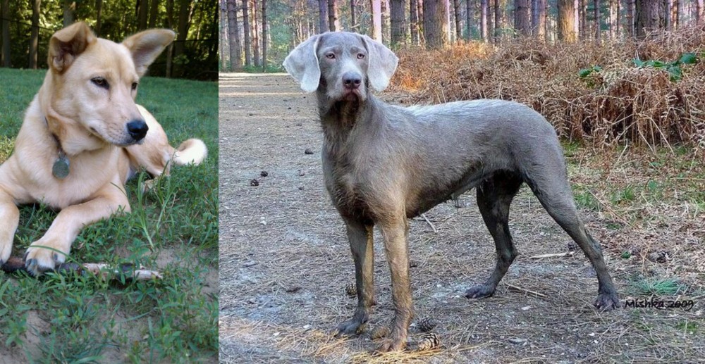 Slovensky Hrubosrsty Stavac vs Carolina Dog - Breed Comparison