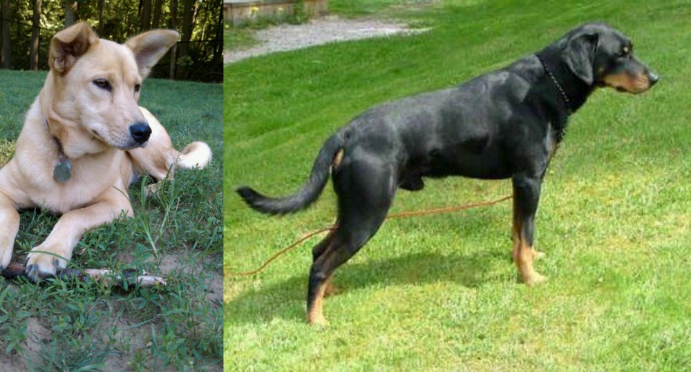 Smalandsstovare vs Carolina Dog - Breed Comparison