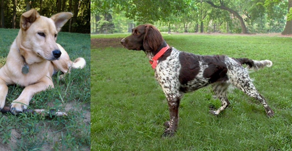 Small Munsterlander vs Carolina Dog - Breed Comparison