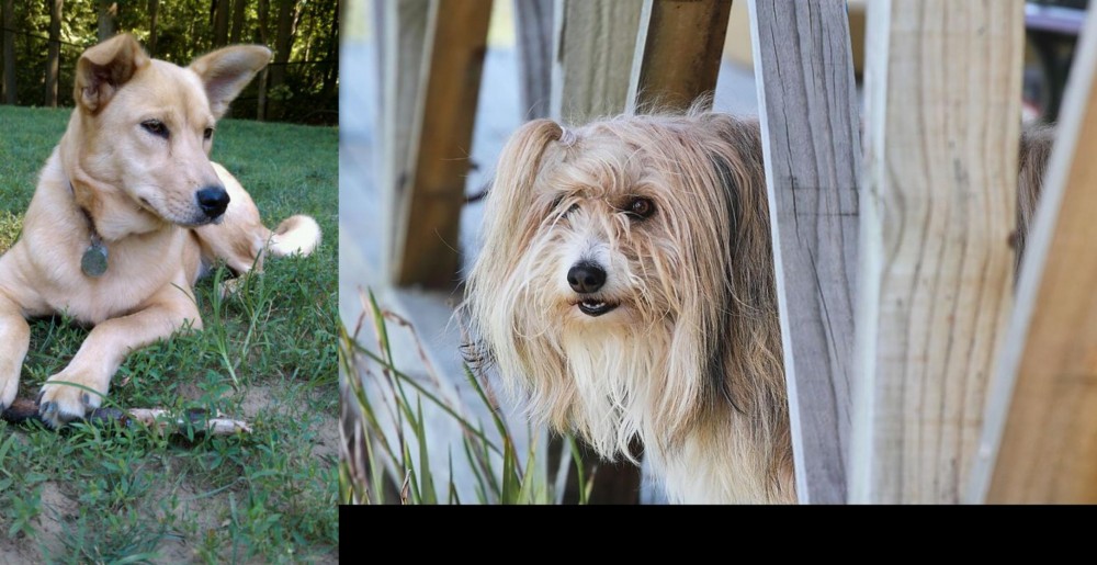 Smithfield vs Carolina Dog - Breed Comparison