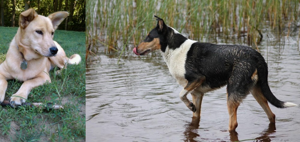 Smooth Collie vs Carolina Dog - Breed Comparison