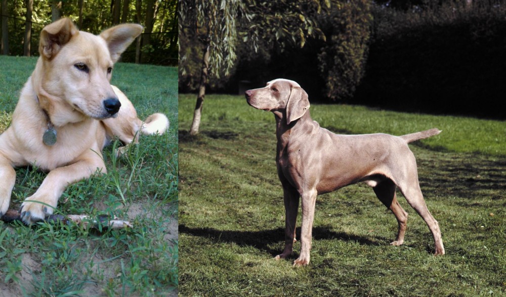 Smooth Haired Weimaraner vs Carolina Dog - Breed Comparison