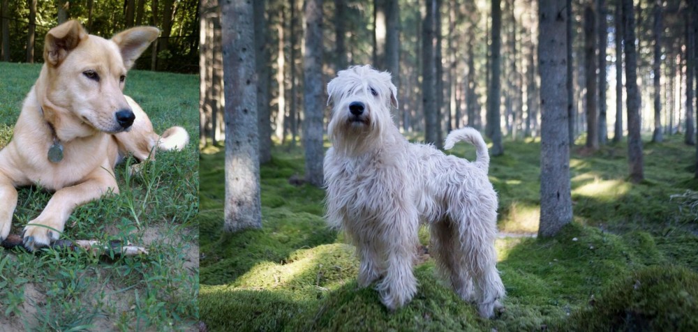 Soft-Coated Wheaten Terrier vs Carolina Dog - Breed Comparison