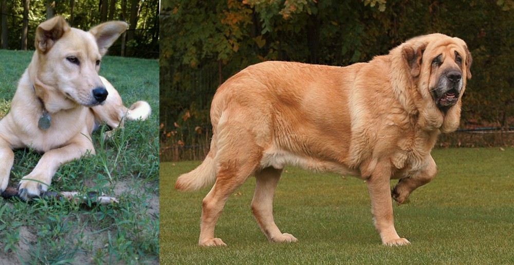 Spanish Mastiff vs Carolina Dog - Breed Comparison