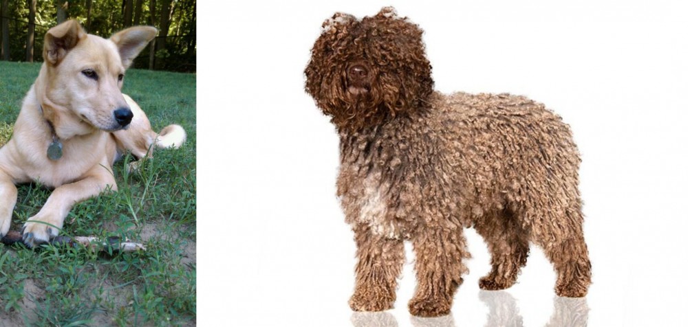 Spanish Water Dog vs Carolina Dog - Breed Comparison