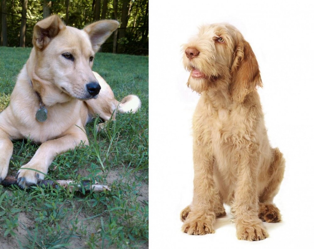 Spinone Italiano vs Carolina Dog - Breed Comparison