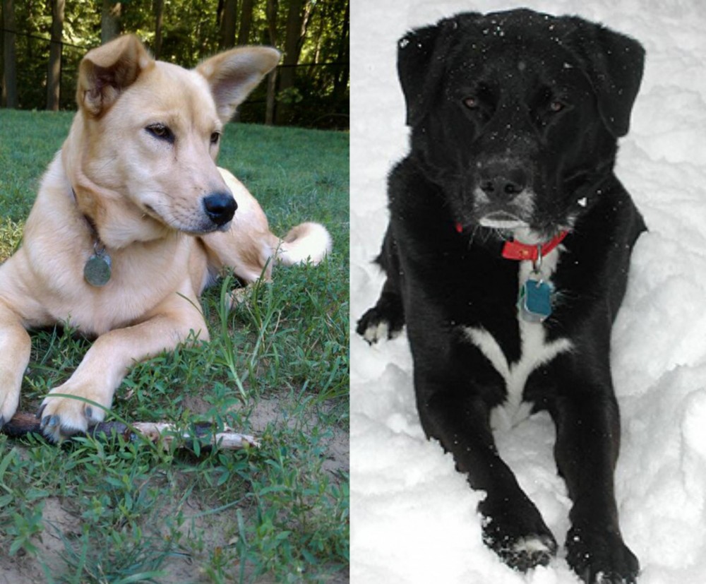 St. John's Water Dog vs Carolina Dog - Breed Comparison