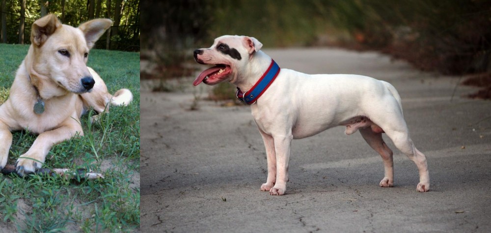 Staffordshire Bull Terrier vs Carolina Dog - Breed Comparison