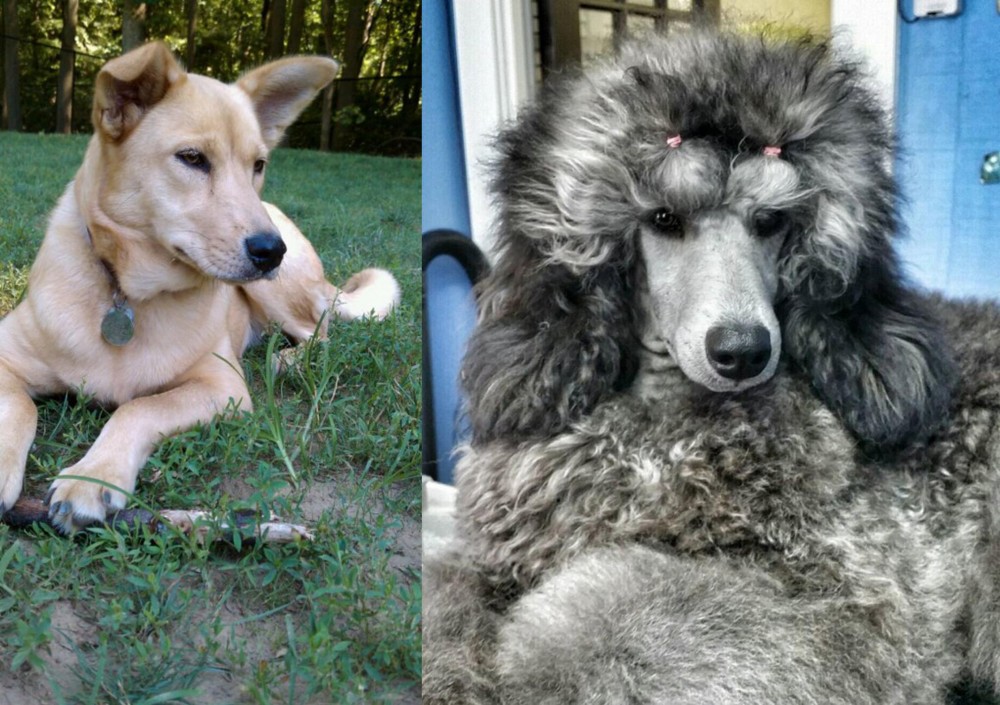 Standard Poodle vs Carolina Dog - Breed Comparison