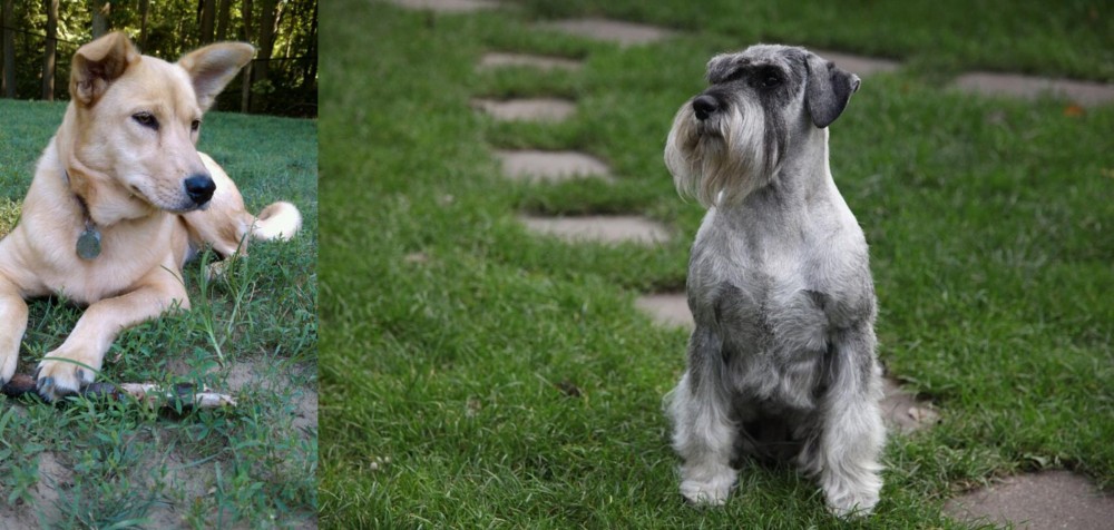 Standard Schnauzer vs Carolina Dog - Breed Comparison