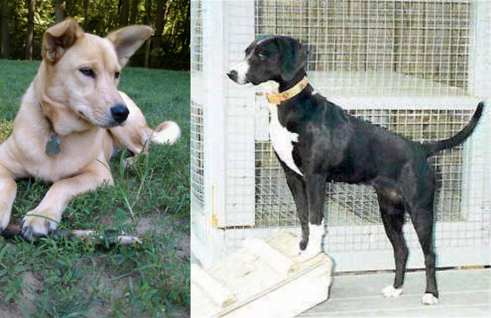 Stephens Stock vs Carolina Dog - Breed Comparison