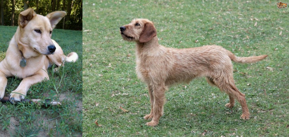 Styrian Coarse Haired Hound vs Carolina Dog - Breed Comparison
