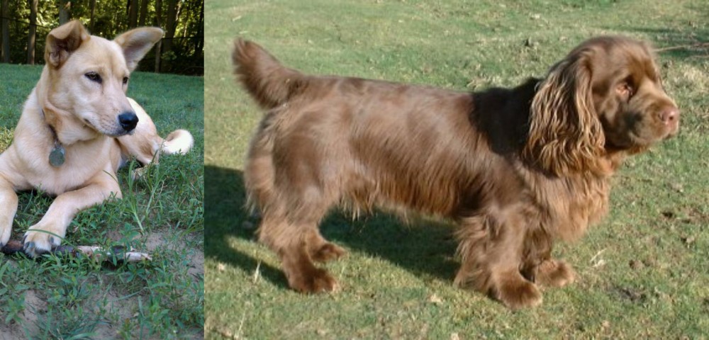 Sussex Spaniel vs Carolina Dog - Breed Comparison