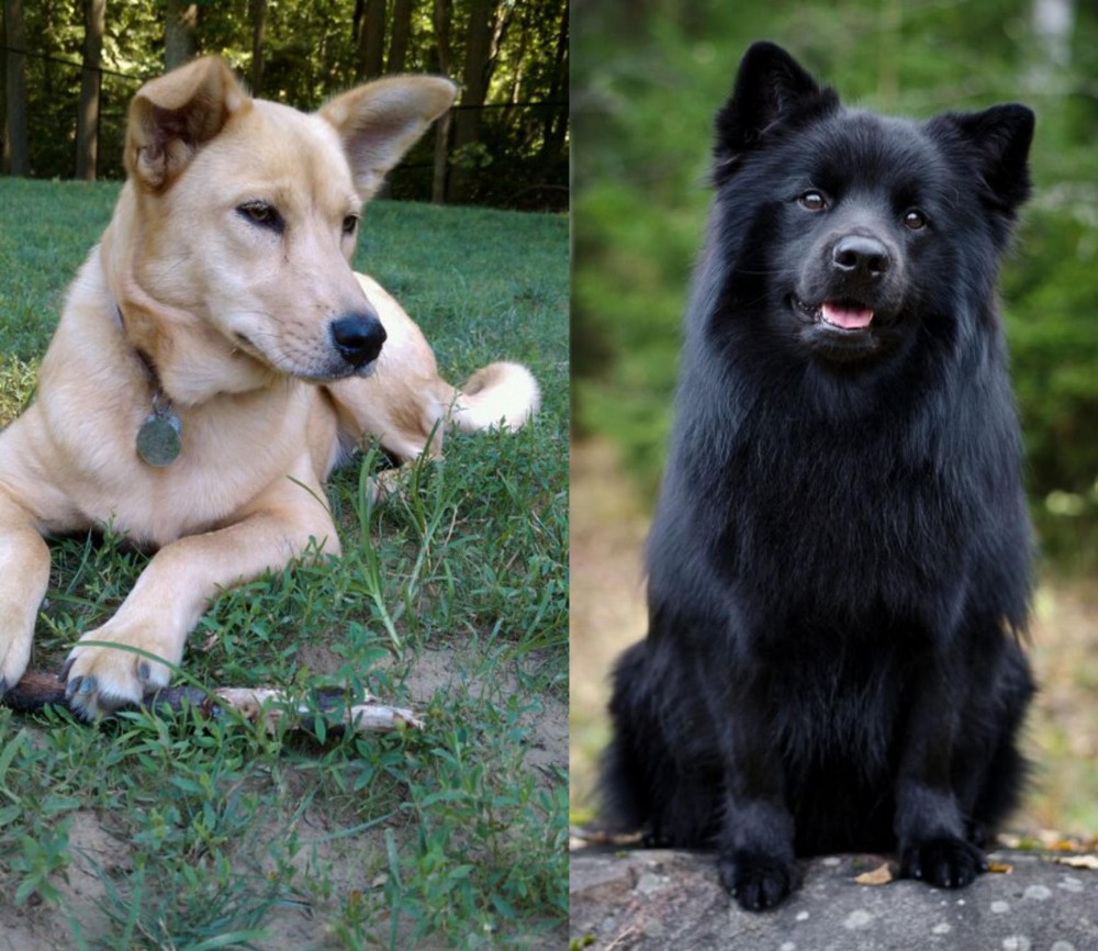 Swedish Lapphund vs Carolina Dog - Breed Comparison