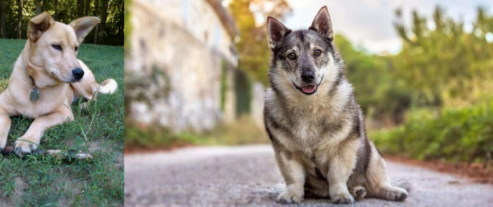 Swedish Vallhund vs Carolina Dog - Breed Comparison