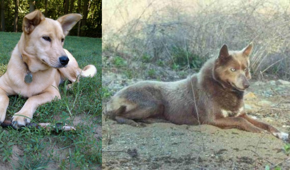 Tahltan Bear Dog vs Carolina Dog - Breed Comparison