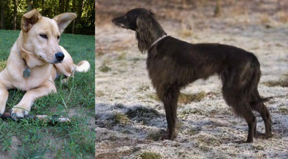 Taigan vs Carolina Dog - Breed Comparison