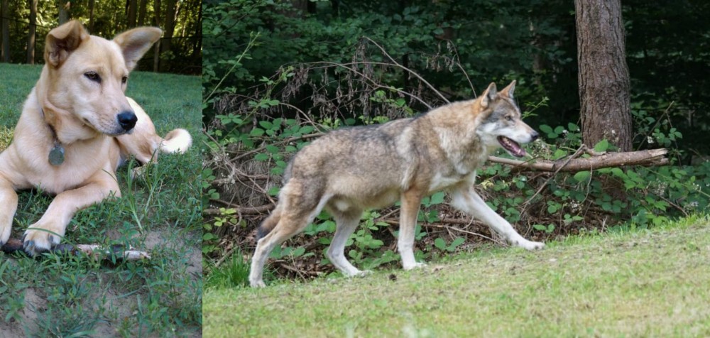 Tamaskan vs Carolina Dog - Breed Comparison