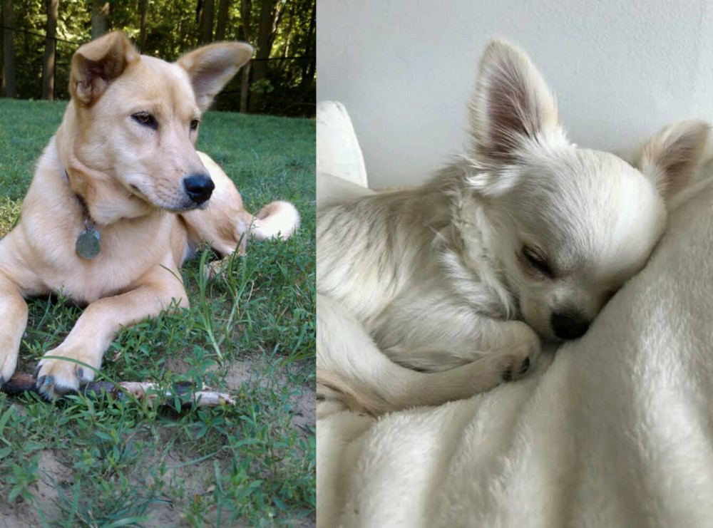 Tea Cup Chihuahua vs Carolina Dog - Breed Comparison